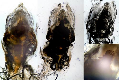 Phycitodes inquinatella